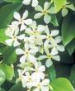 absolute_jasmine_oil
