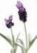 absolute_oil_french_lavender