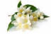 absolute_sandal_rose_oil
