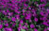absolute_violet_oil
