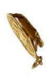 Scarab jewelry
