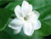 Arabian_jasmine_absolute_Oil