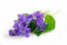 Absolute_violet_oil