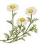 Chamomile 